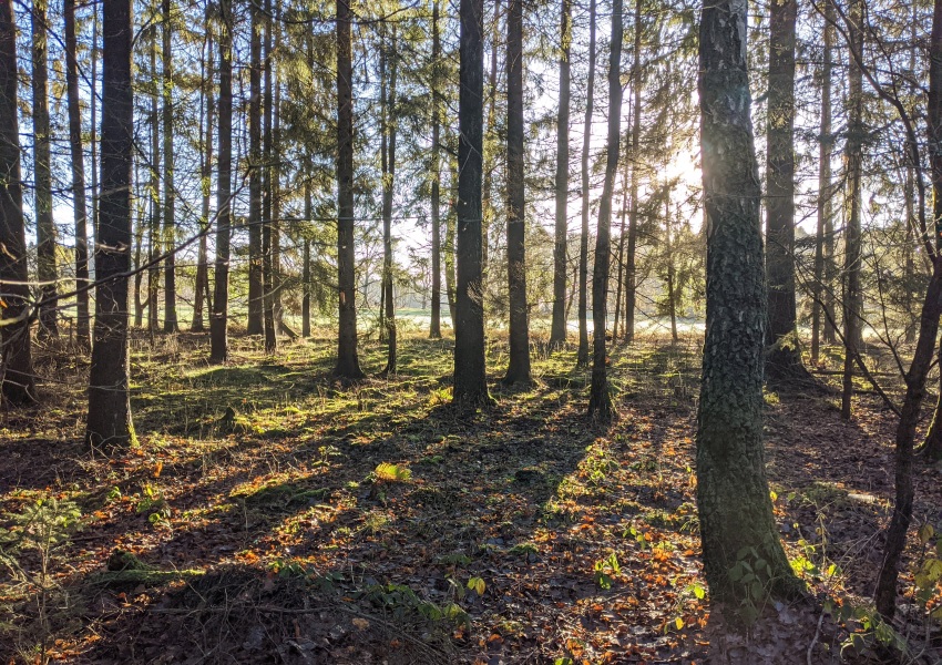 Der Camino Francés – Jakobsweg