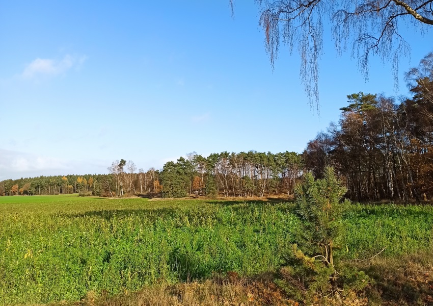 Aussicht zum Wald