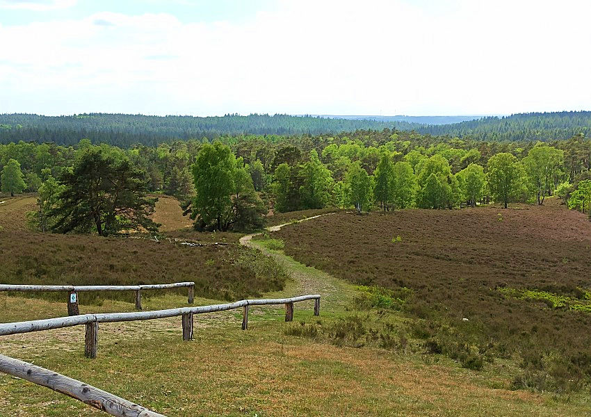 Brunsberg Heide und Wald