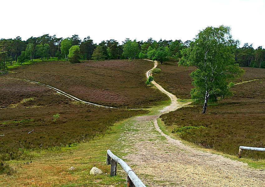 Brunsberg Heide