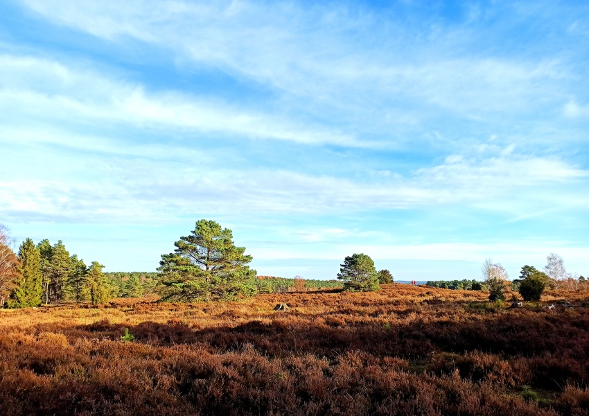 Heide im Büsenbachtal