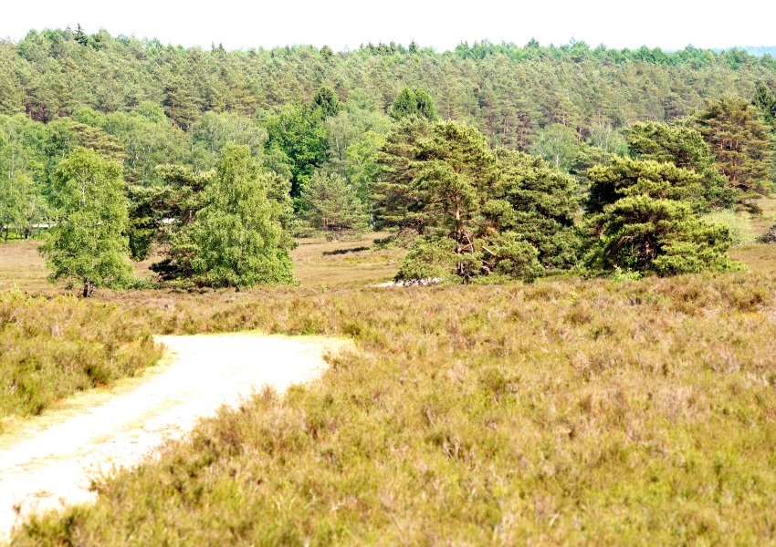 Heide im Buesenbachtal