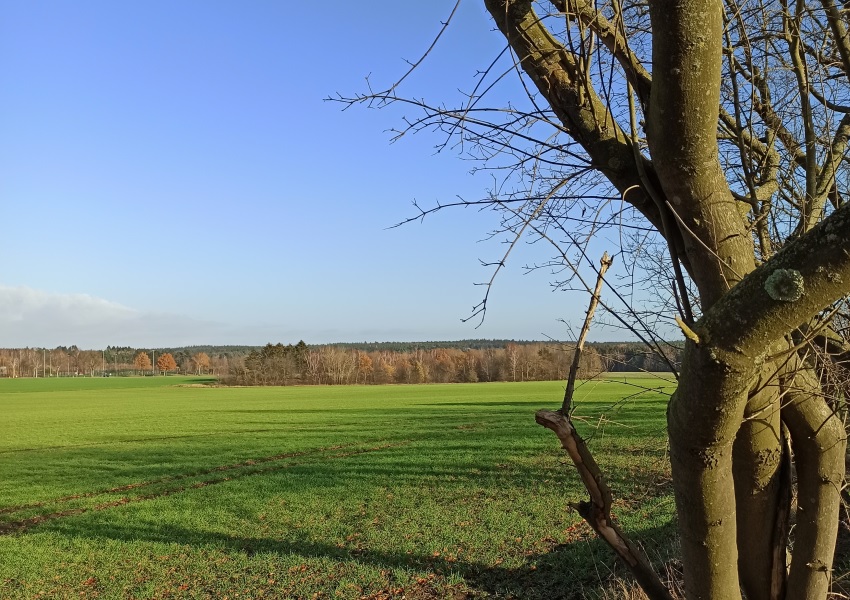 Wald und Wiesen