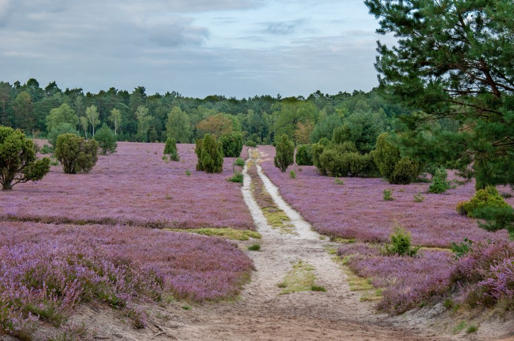 Lüneburger Heide