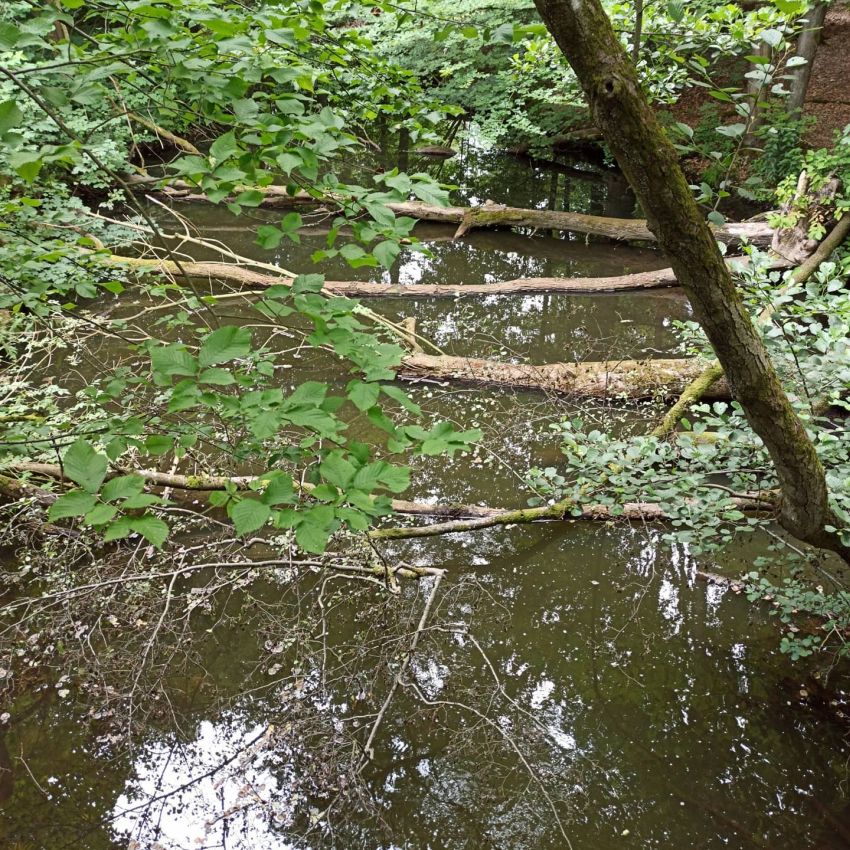 Wasserlauf im Wald