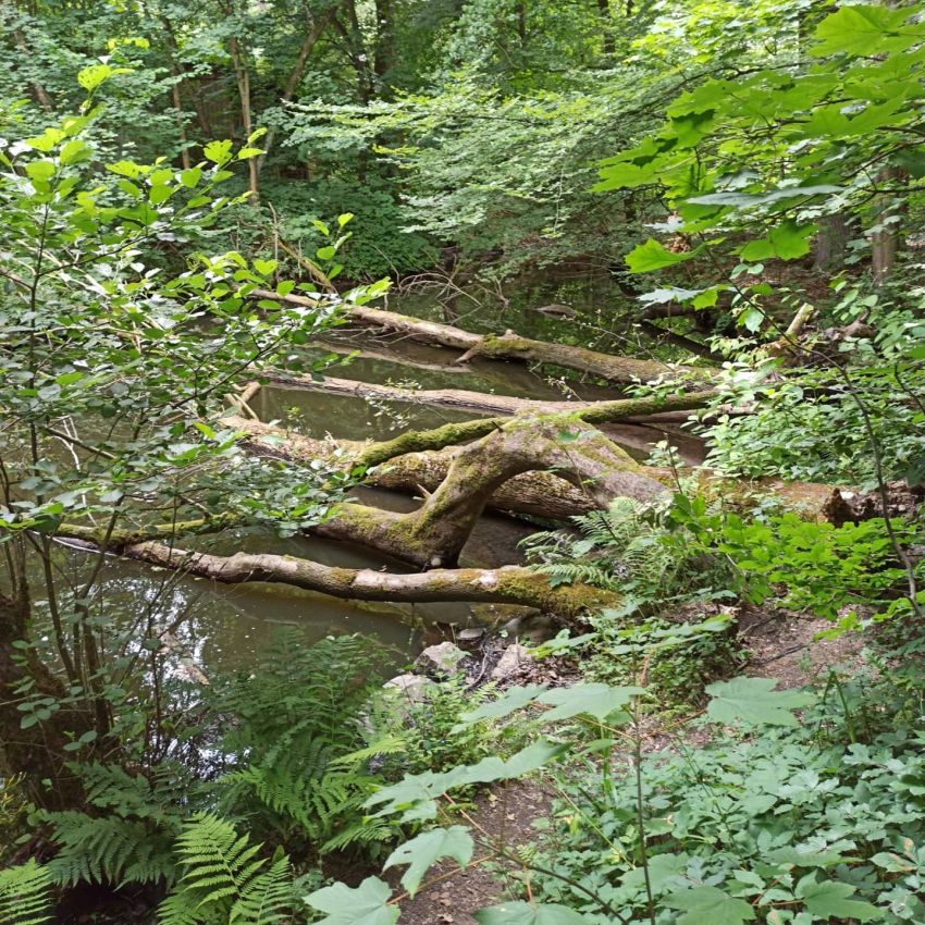 Wasserlauf im Wald