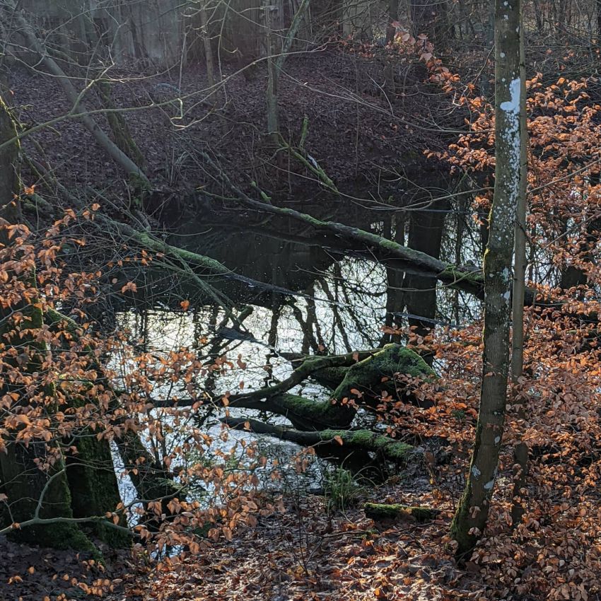 Wasserlauf im Wald