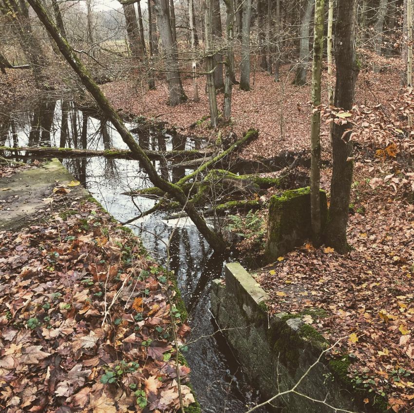 Wasserlauf im Wald