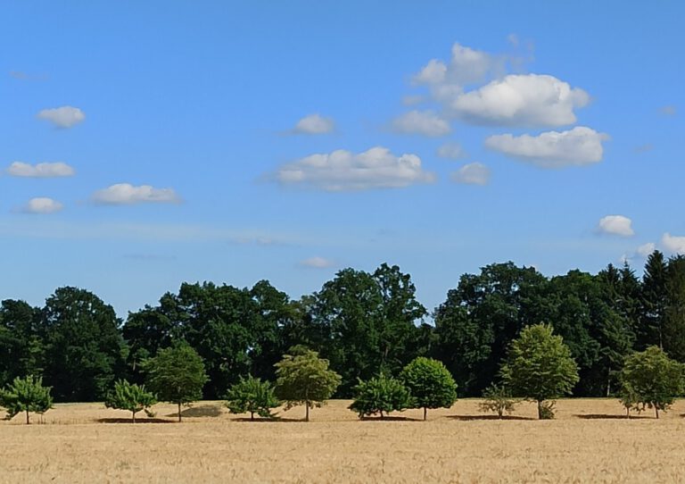 Sommer Felder und Wald Sommer Felder und Wald