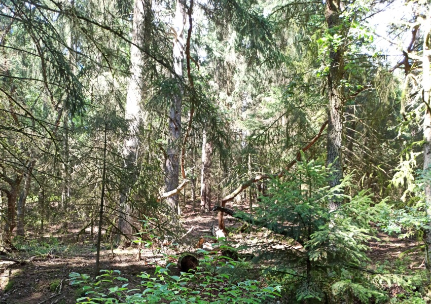 Wald Hoellenschlucht