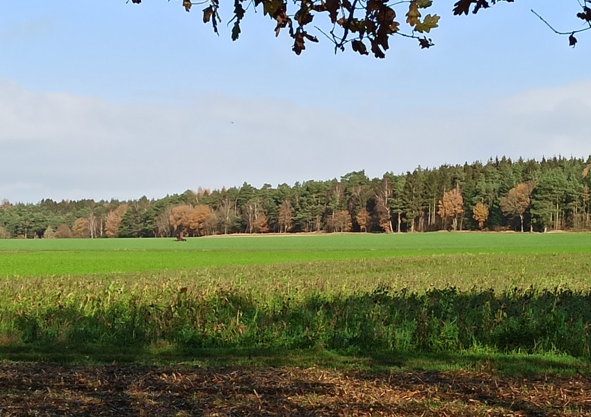 Wald und Acker