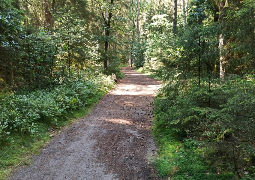 Waldweg zur Hoellenschlucht