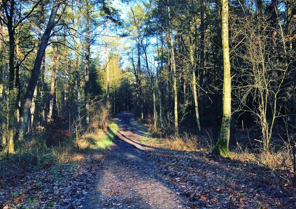 Waldweg