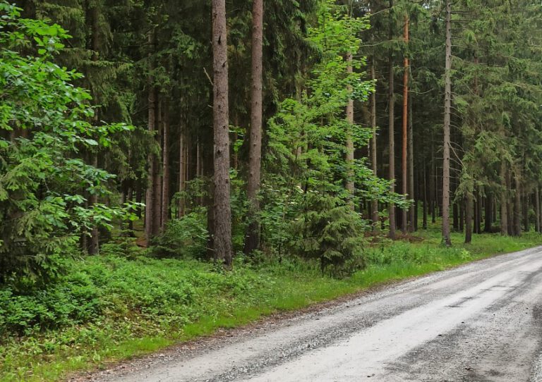 Weg Wald