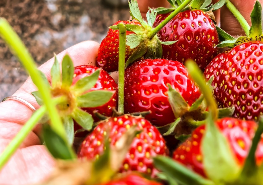 Erdbeeren gepflückt