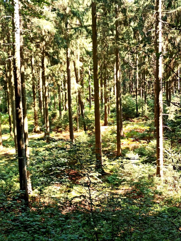 Niedersachsen Wald