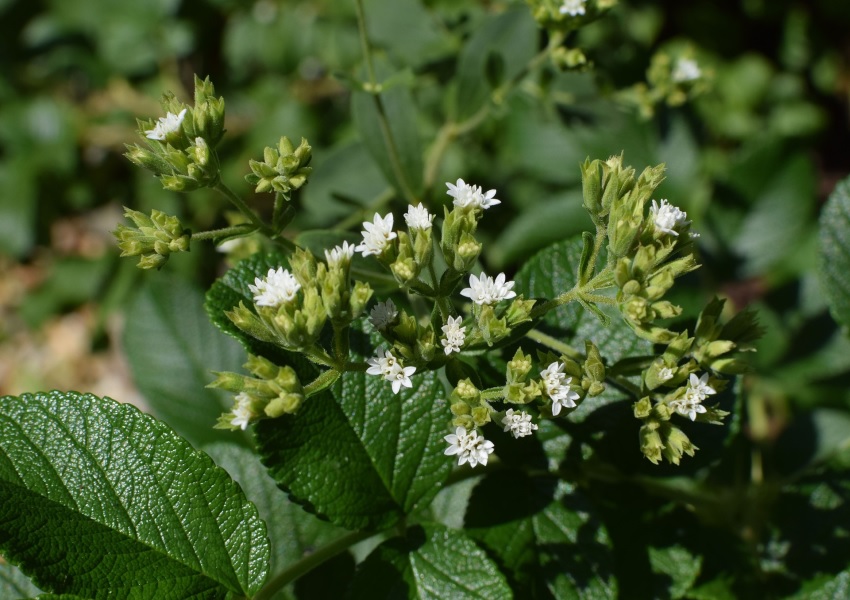 Ist Stevia gesünder als Zucker?