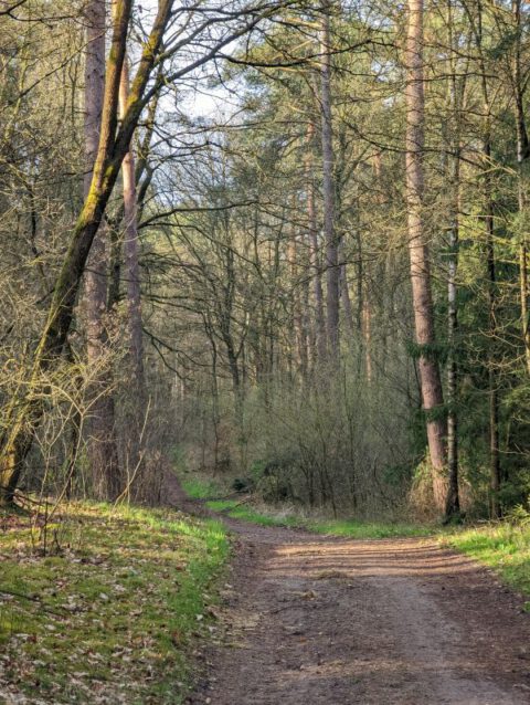 Waldweg