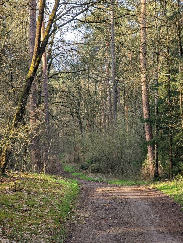 Waldweg