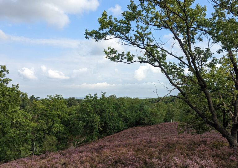 Fischbecker Heide Blick nach Hamburg