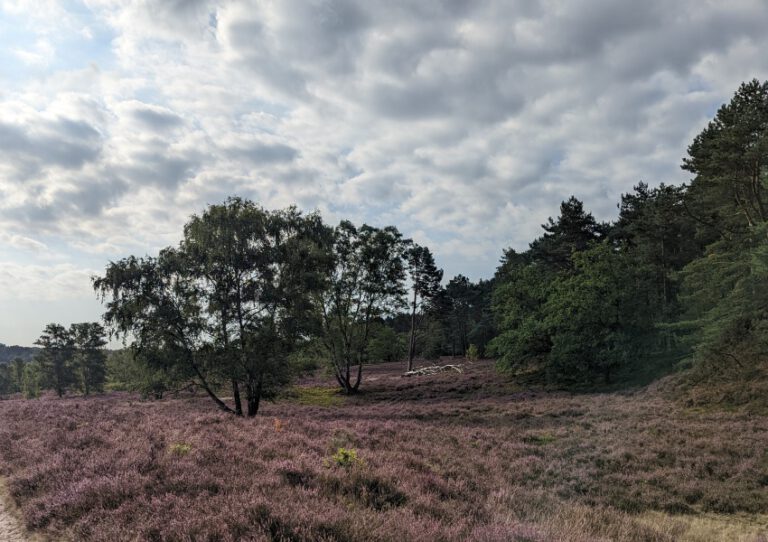 Heidschnuckenweg Fischbecker Heide