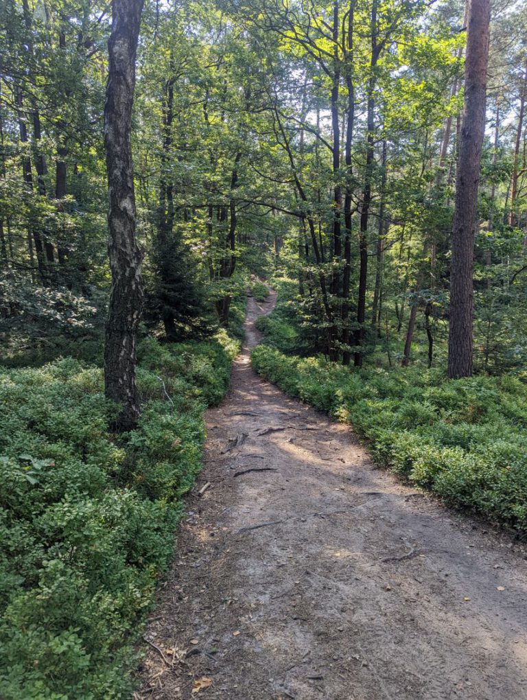 Höhenmeter im Wald