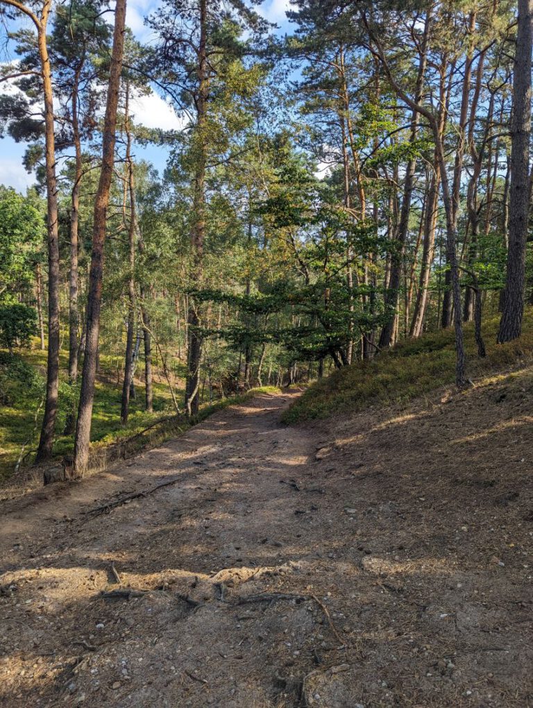 Waldweg in der Heide