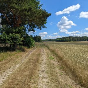 Gehen als Sport