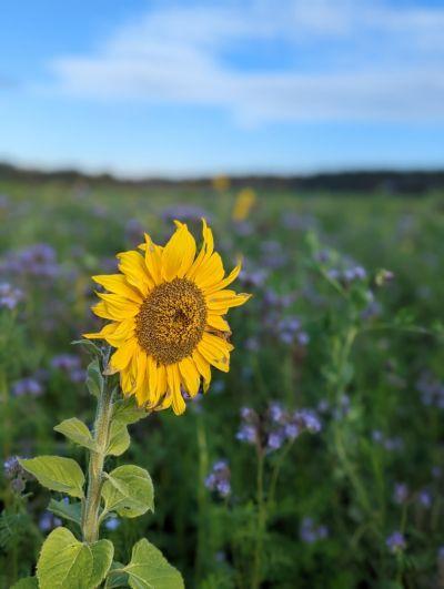 Walking - Sonnenblume im Feld