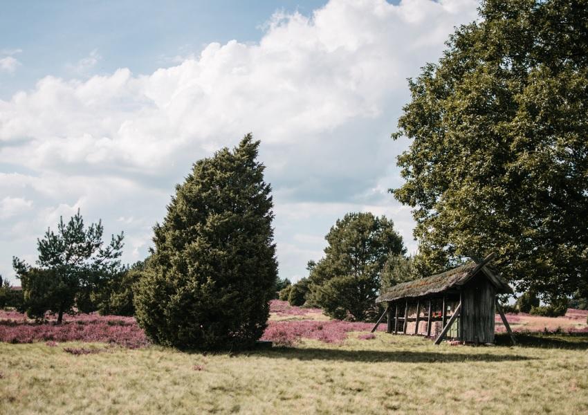 Lüneburger Heide