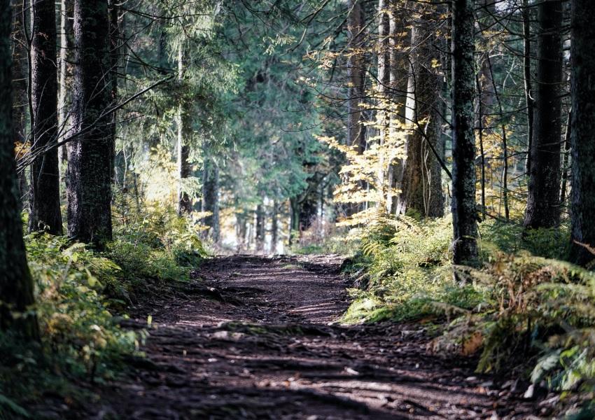 Wald Wanderweg