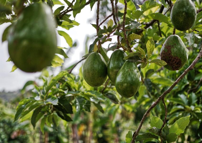 Avocados – Gesundes Superfood im Fokus