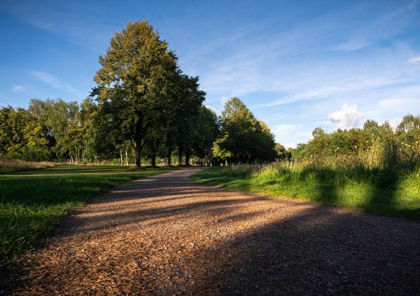 Wanderweg im Wald