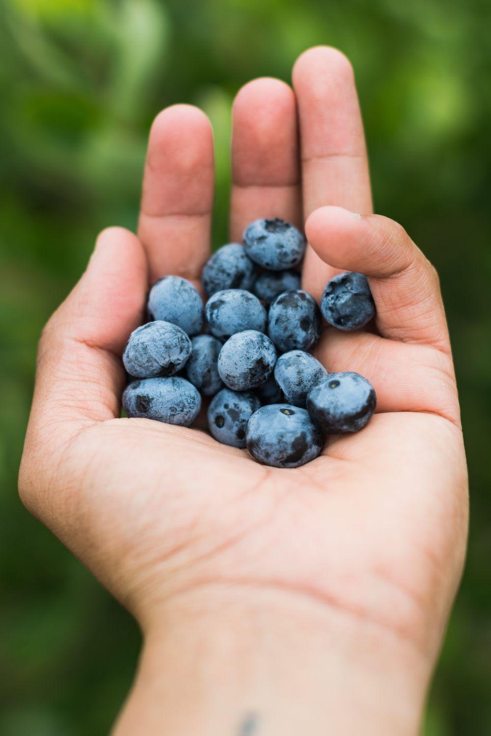 Blaubeeren in der Hand