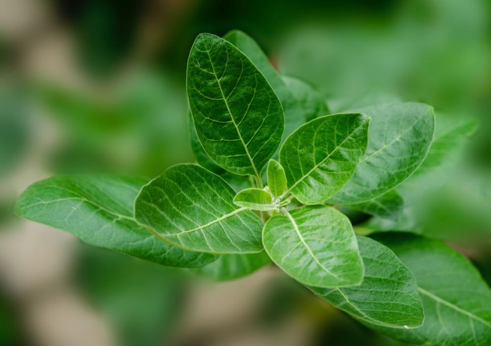 Ashwagandha: Die Wunderwurzel aus Indien