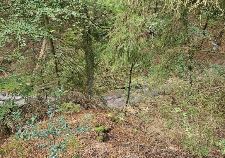 Blick in die Höllenschlucht