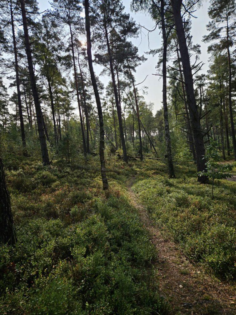 Ein neuer Urwald entsteht