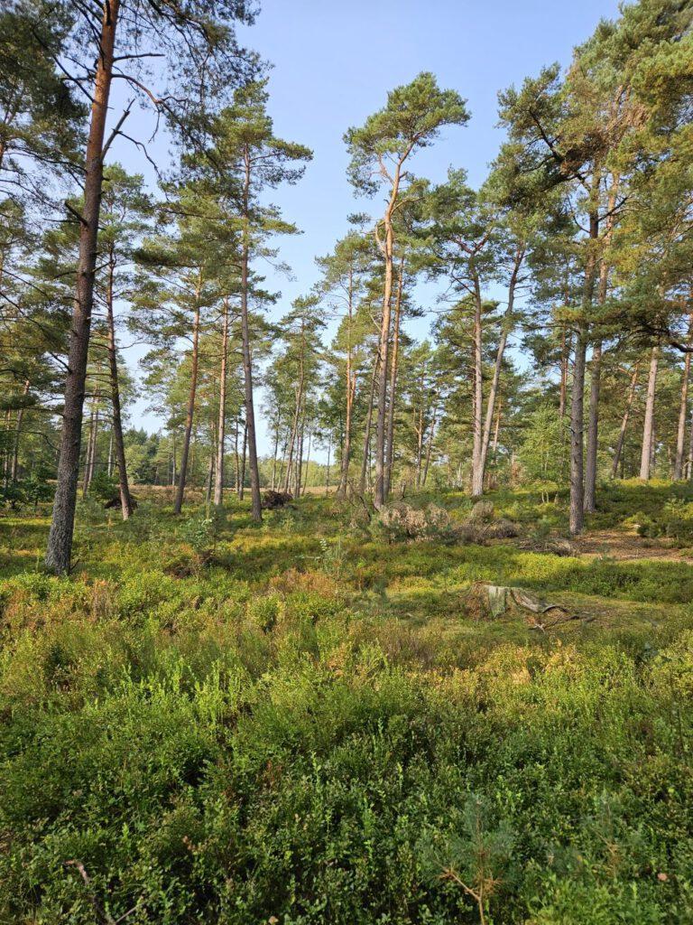 Freie Waldflächen