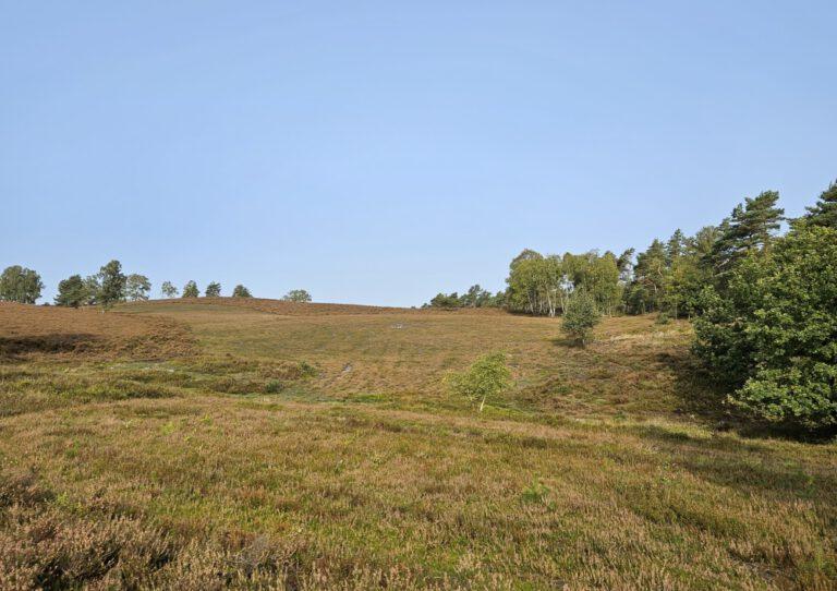 Heideflächen am Brunsberg