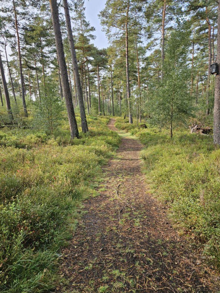 Verwunschene Wälder