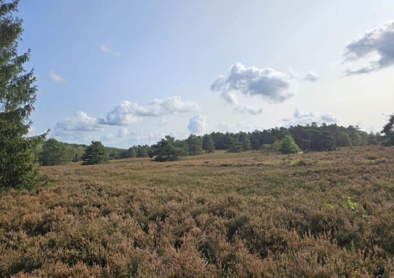 Wald und Heide im Büsenbachtal