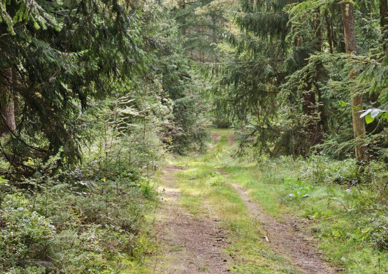Waldweg am Fliederberg