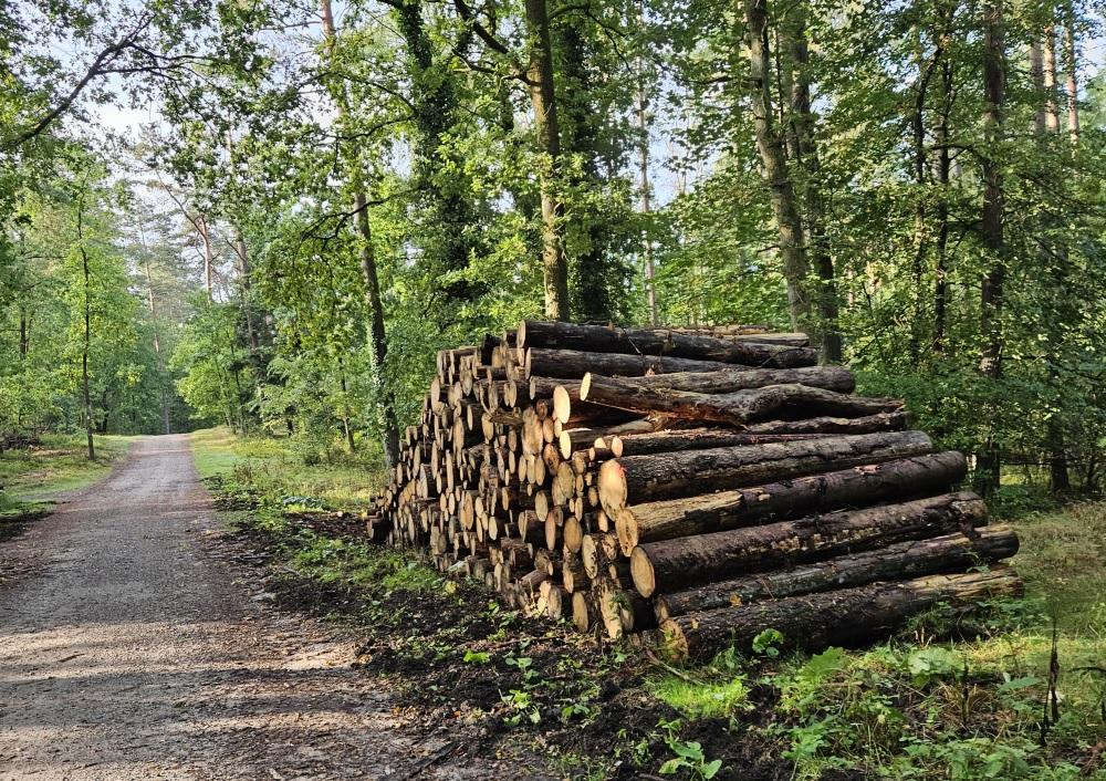 Waldweg