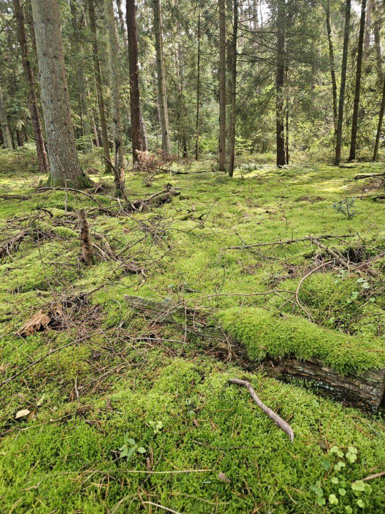 Wilde Wälder