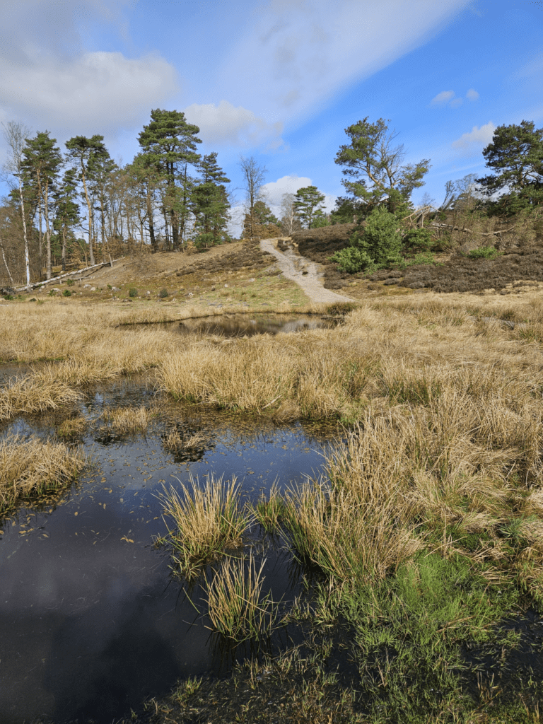 Blick zum Pferdekopf