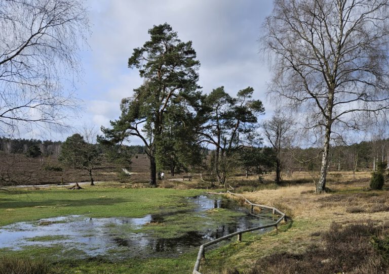 Büsenbachtal im Frühling